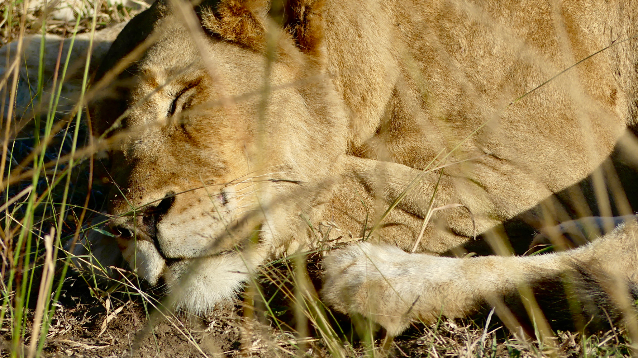 Lion Sleeping